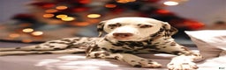 Dalmatian dogs for sale: Dream- Adult - Ad 8