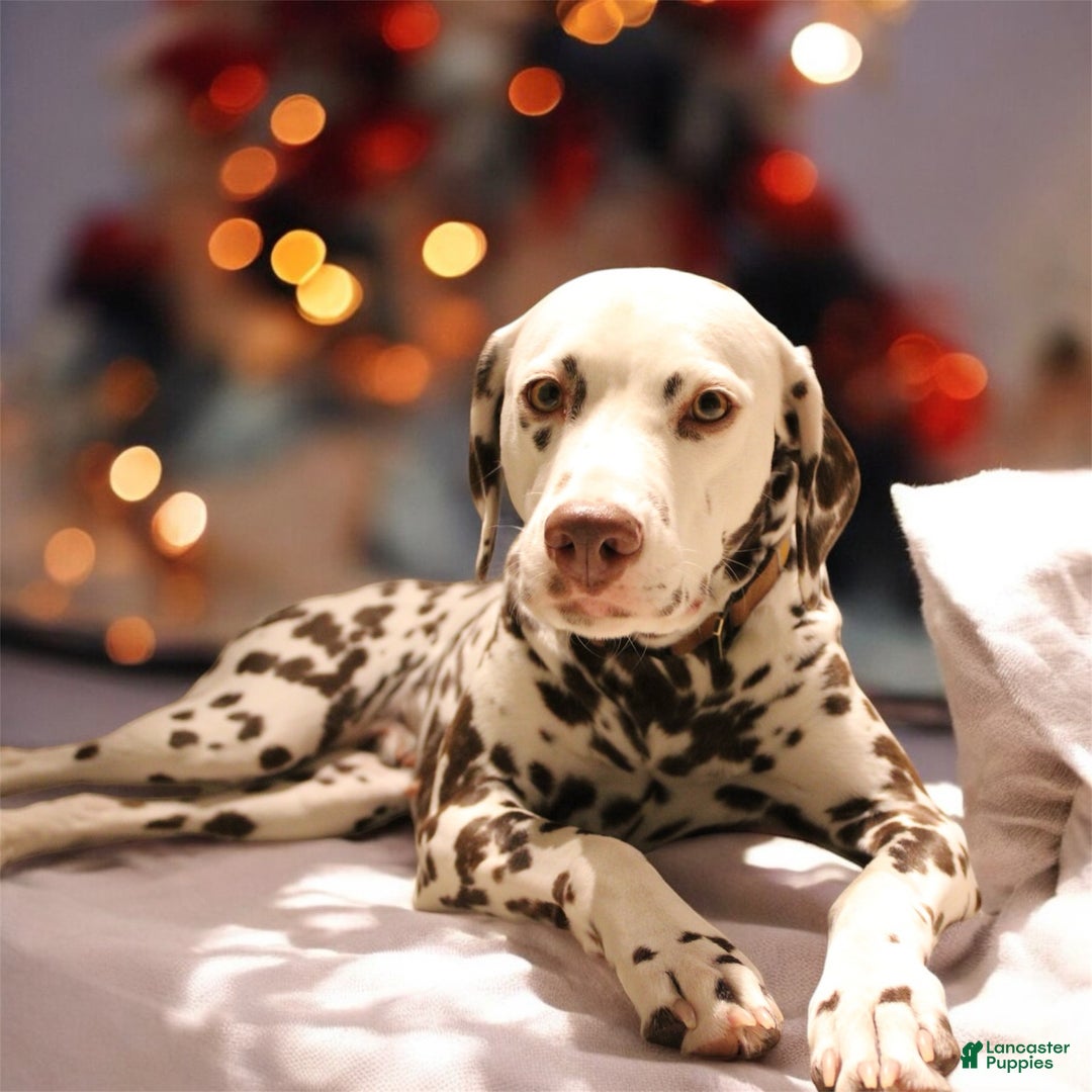 Dalmatian dogs for sale: Dream- Adult - Ad 8