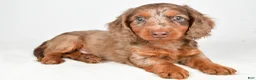 Dachshund dogs for sale: Theodore - Ad 9