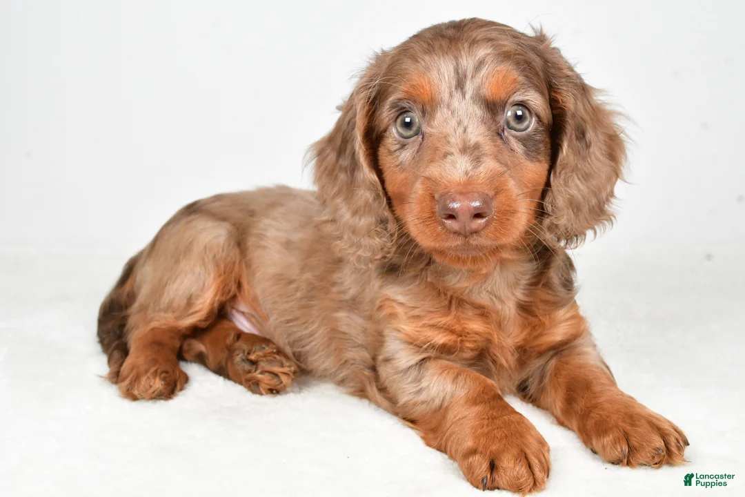 Dachshund dogs for sale: Theodore - Ad 9