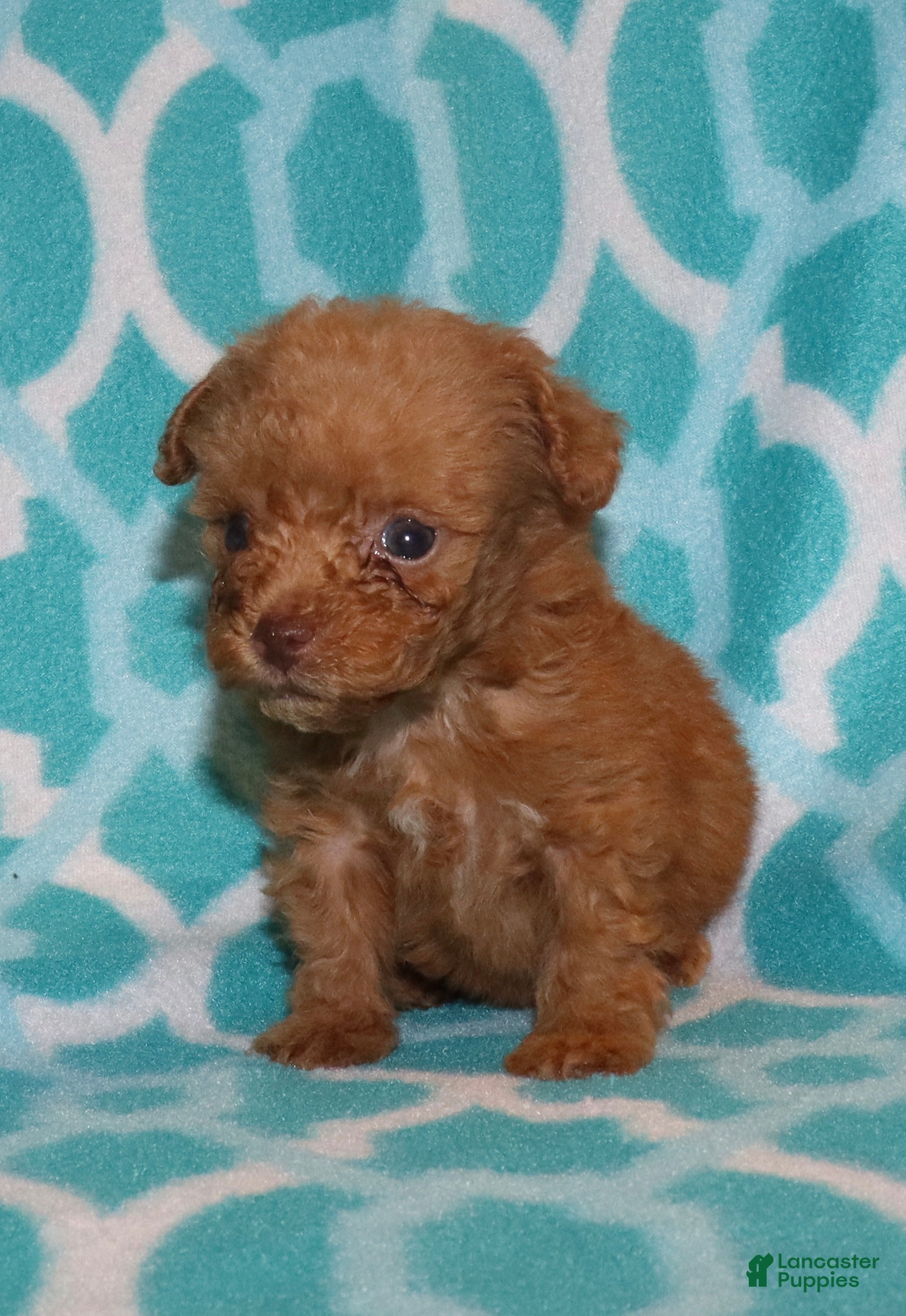 Toy Poodle dogs for sale: Double T Summer’s apricot male - Ad 13