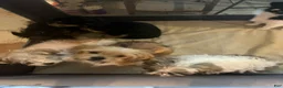 Shorkie dogs for sale: Shorkie Puppy 5 - Ad 4