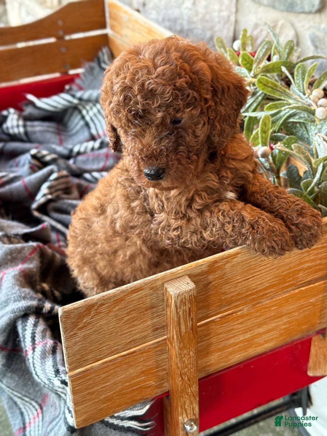 Mini Goldendoodle dogs for sale: Isabella - Ad 6