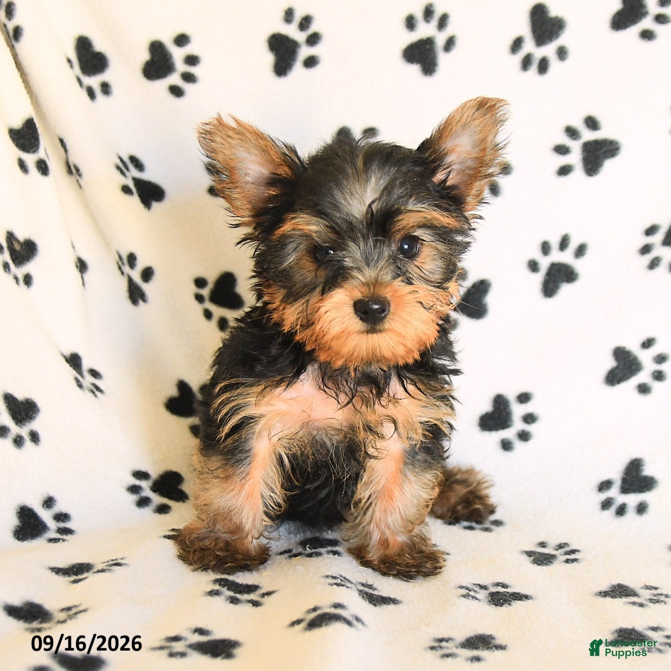 Yorkshire Terrier dogs Wonton - Ad 1