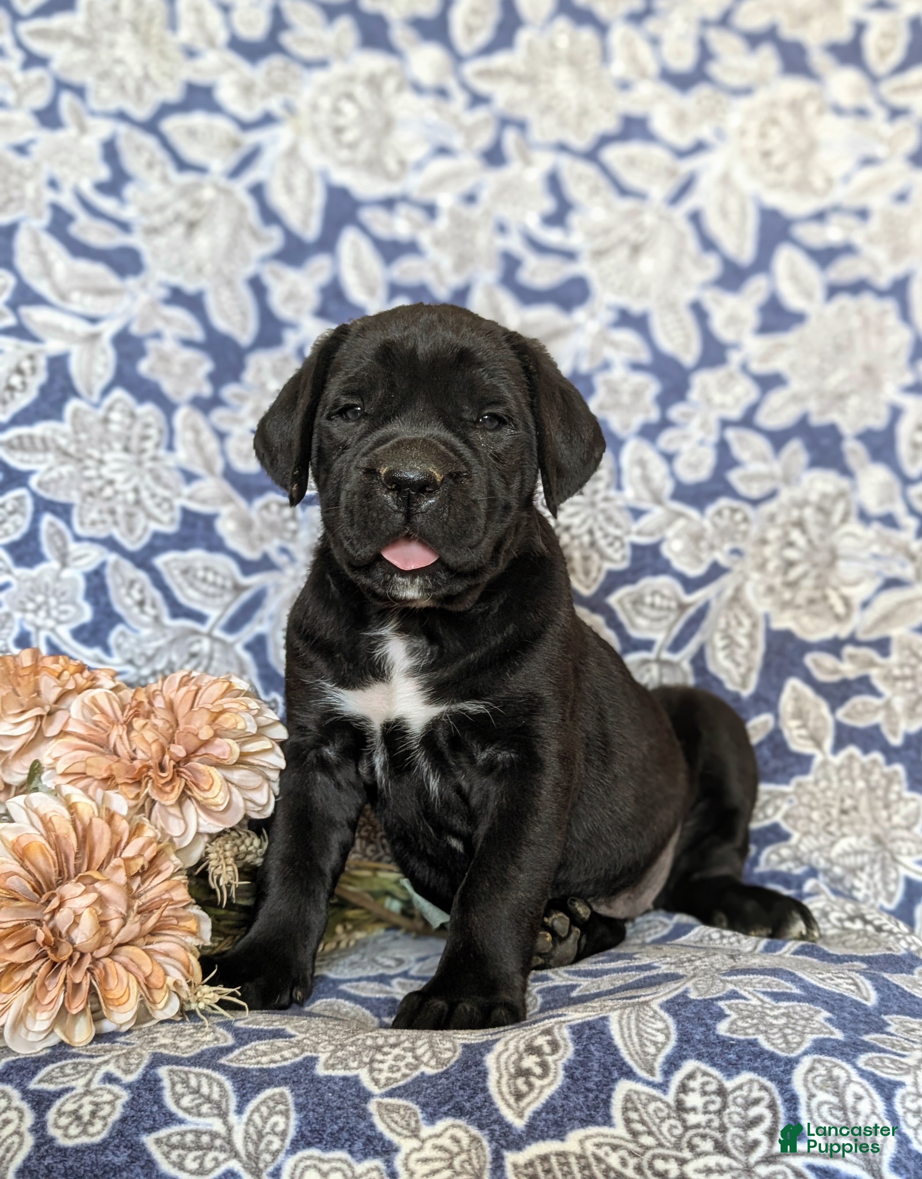 Cane Corso dogs for sale: Johannah - Ad 1