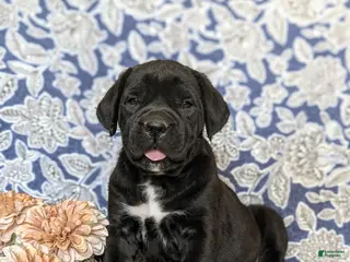 Cane Corso dogs for sale: Johannah - Ad 1