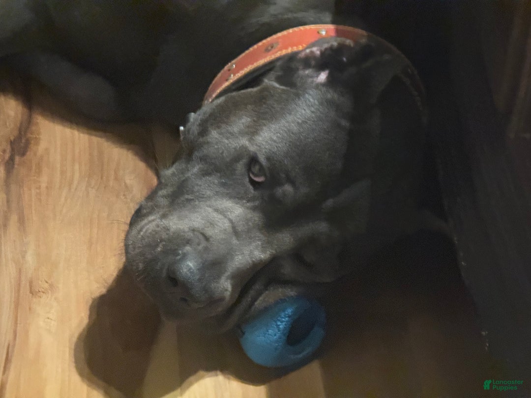 Cane Corso dogs for sale: Anre - Ad 4