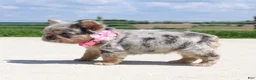 French Bulldog dogs for sale: Macie - Ad 7