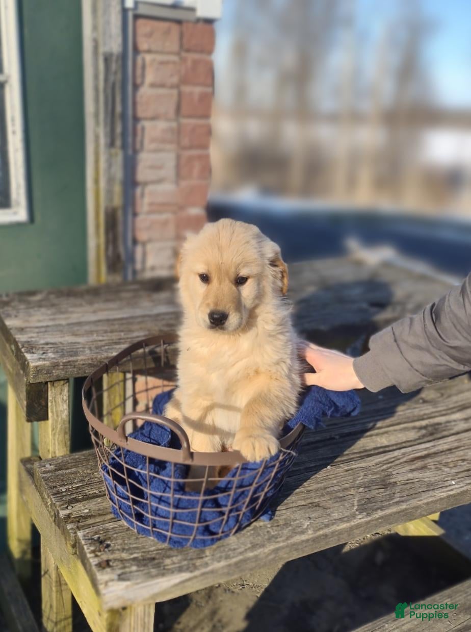 Golden Retriever dogs Golden Retriever Puppy 4 - Ad 1