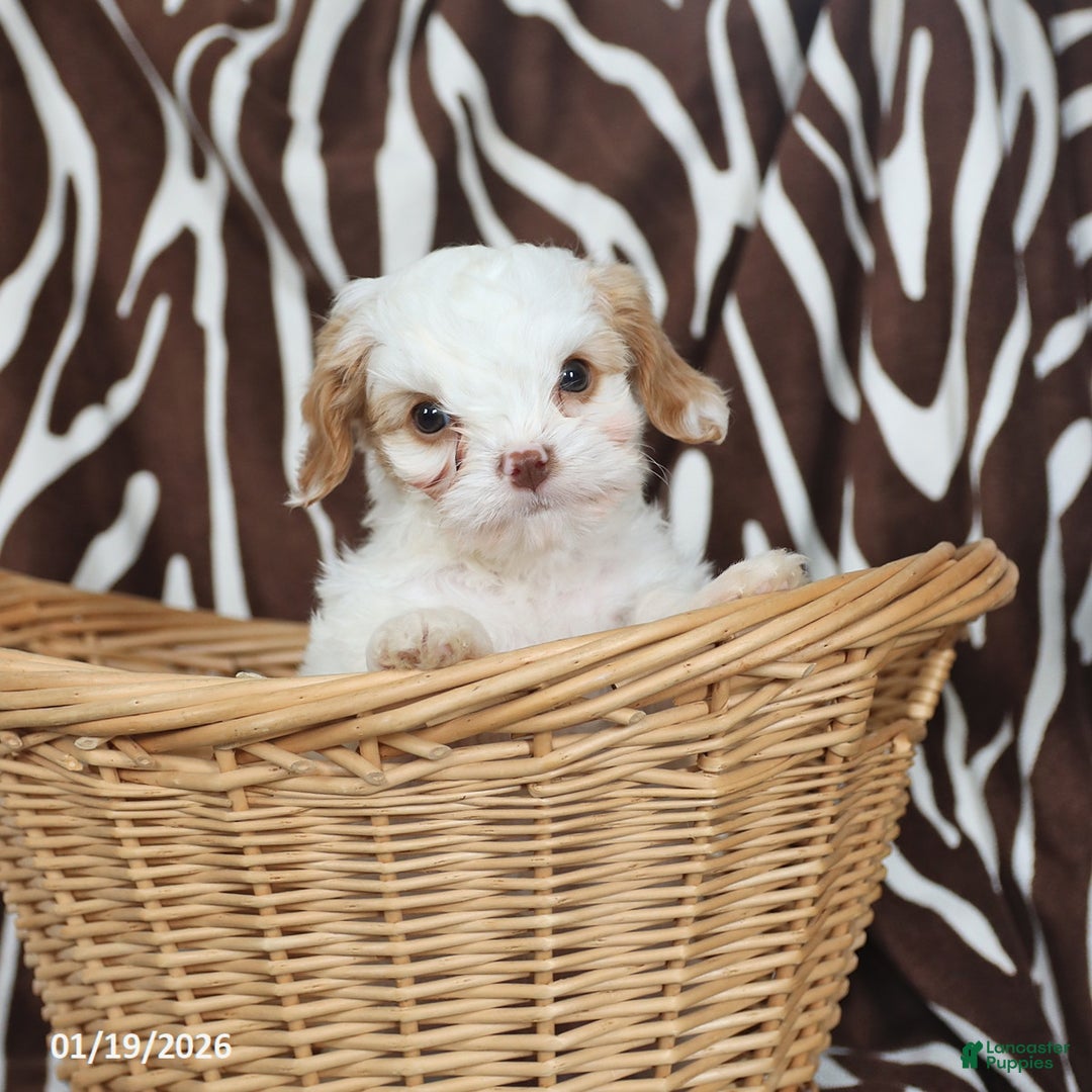 Cavapoo dogs for sale: Nugget - Ad 2