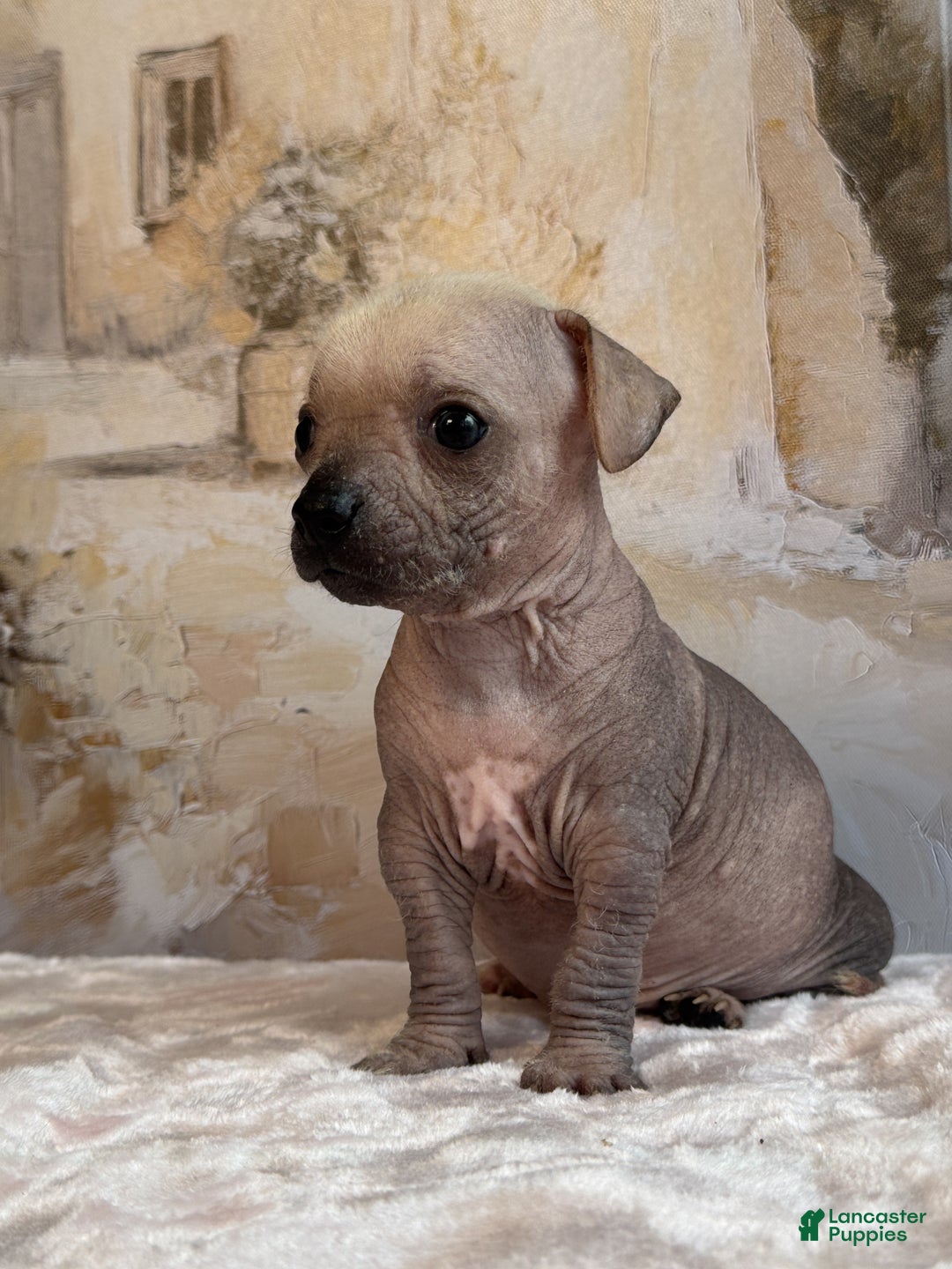 Mixed Breed dogs for sale: Ramstein  - Ad 20