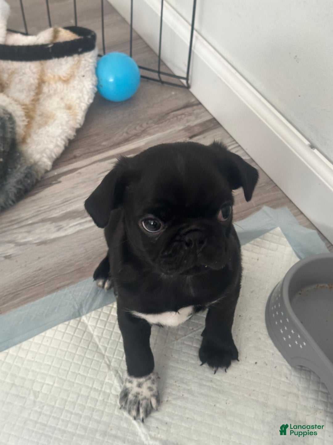Pug dogs for sale: Kino - Ad 1