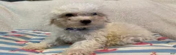 Bichon Frise dogs for sale: Bichon Frise blue - Ad 5