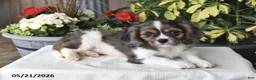 Cavalier King Charles Spaniel dogs for sale: Conner - Ad 2