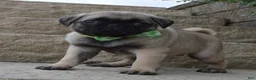 Pug dogs for sale: Pearl - Ad 4