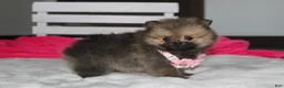 Pomeranian dogs for sale: Zoey - Ad 15