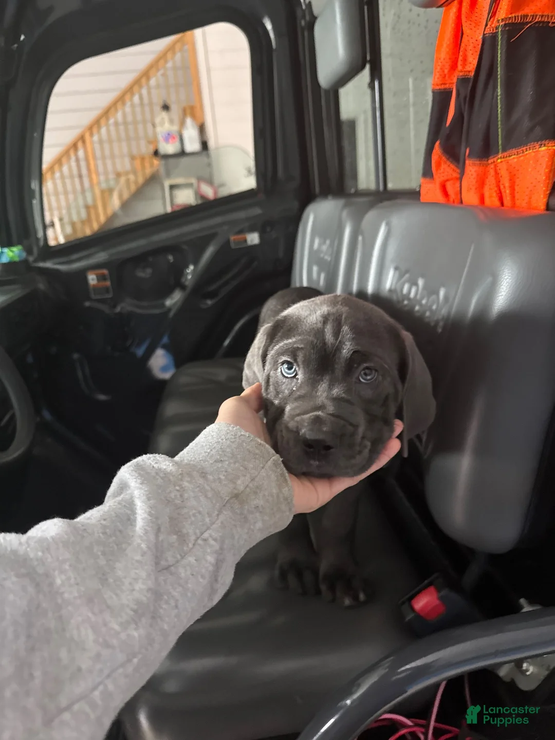 Cane Corso dogs for sale: Cane Corso 1 the only one I have - Ad 1