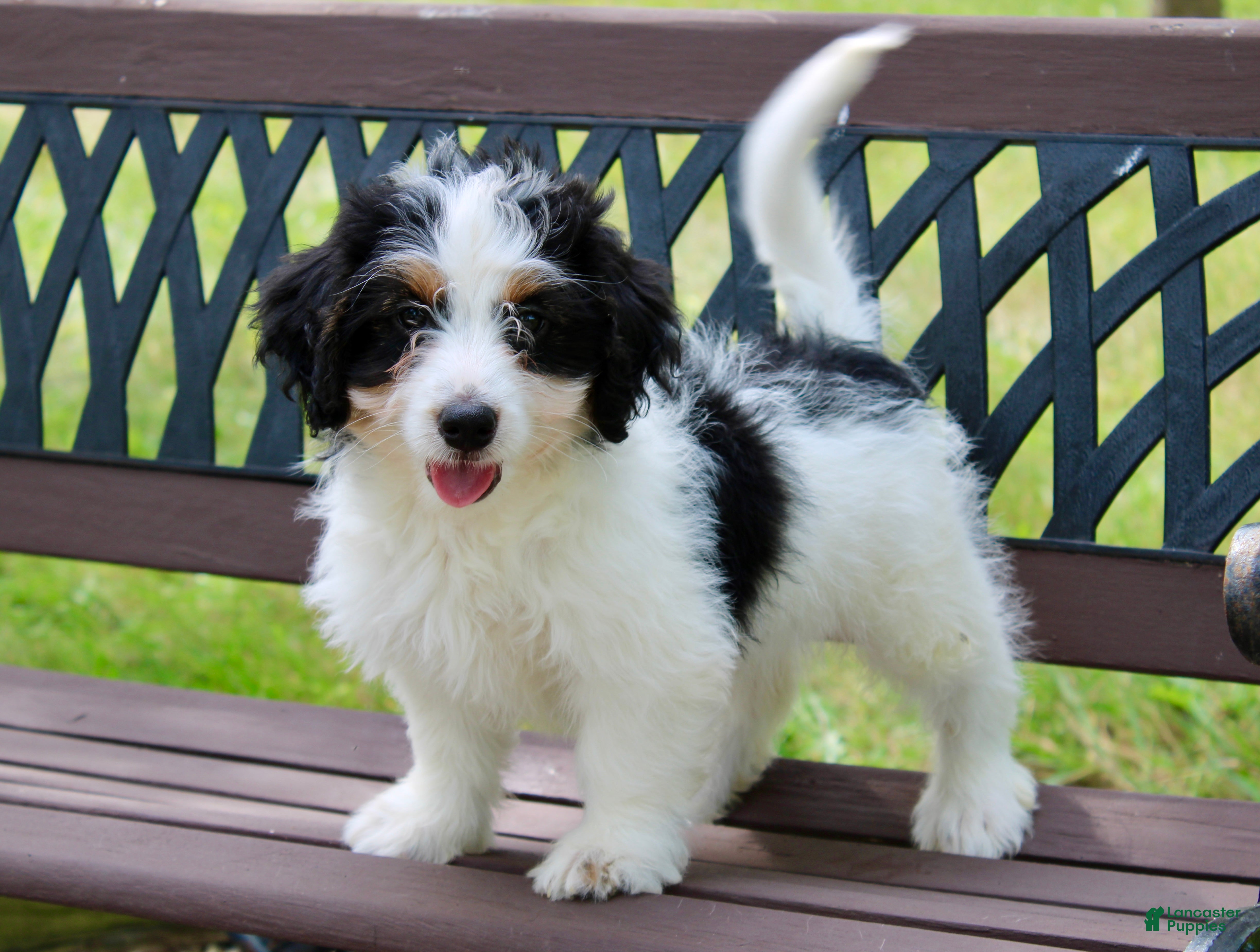 Mini Bernedoodle dogs Skye  - Ad 1