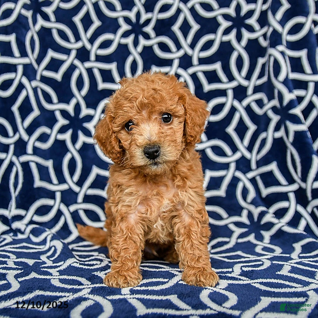 Bichpoo dogs for sale: Rex - Ad 3