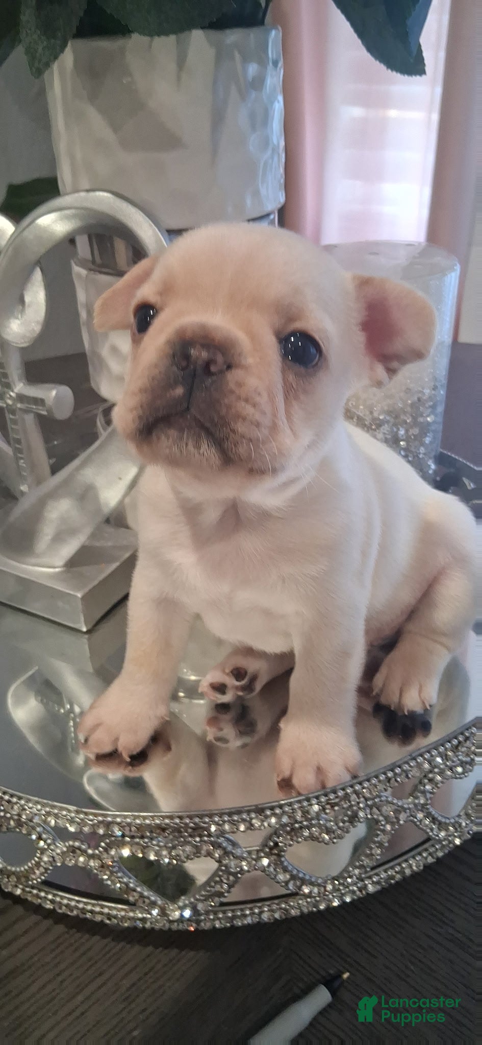 French Bulldog dogs French Bulldog boy #3 - Ad 29