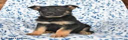 German Shepherd dogs for sale: Lacy - Ad 4