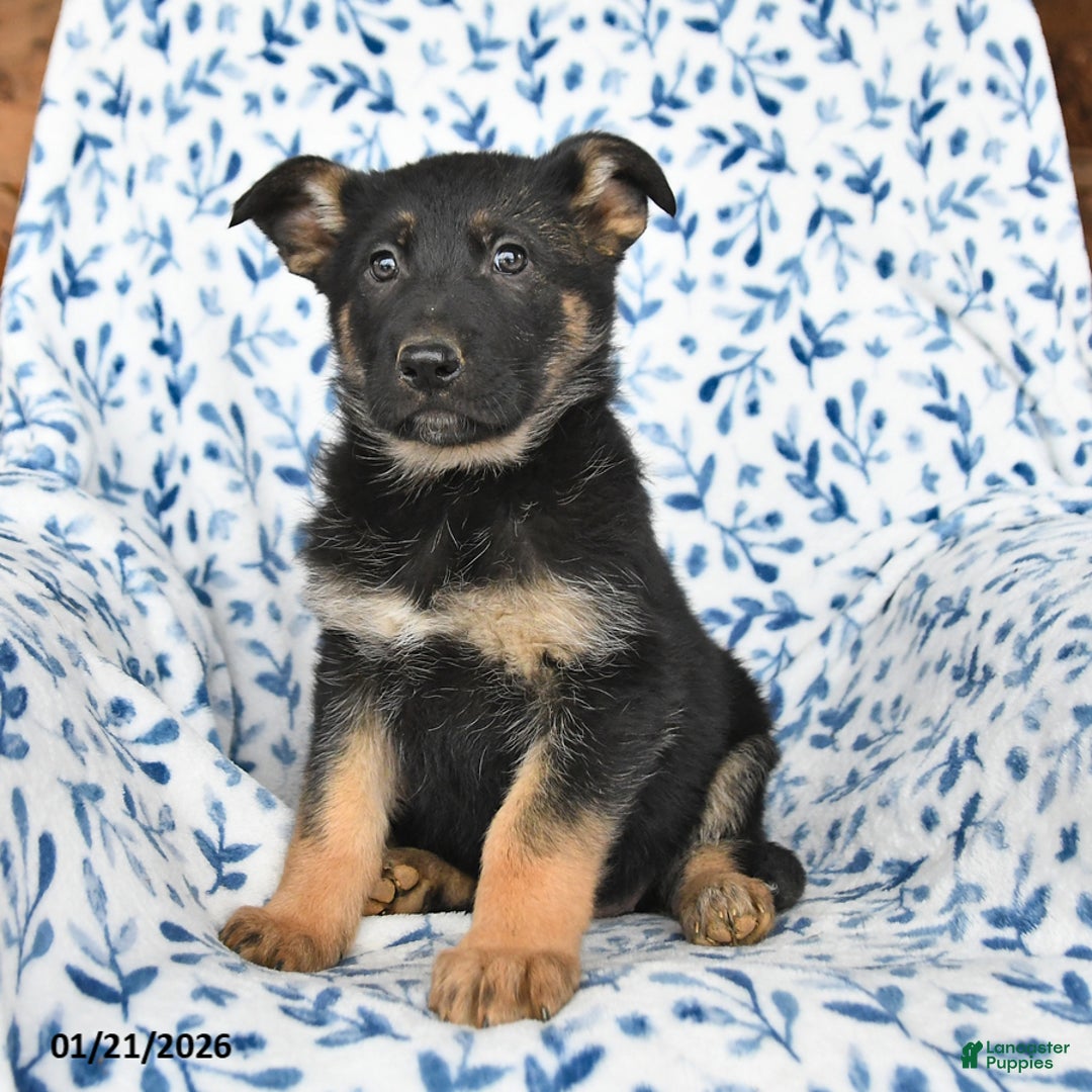 German Shepherd dogs for sale: Lacy - Ad 4