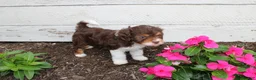 Cavapoo dogs for sale: Fern - Ad 4