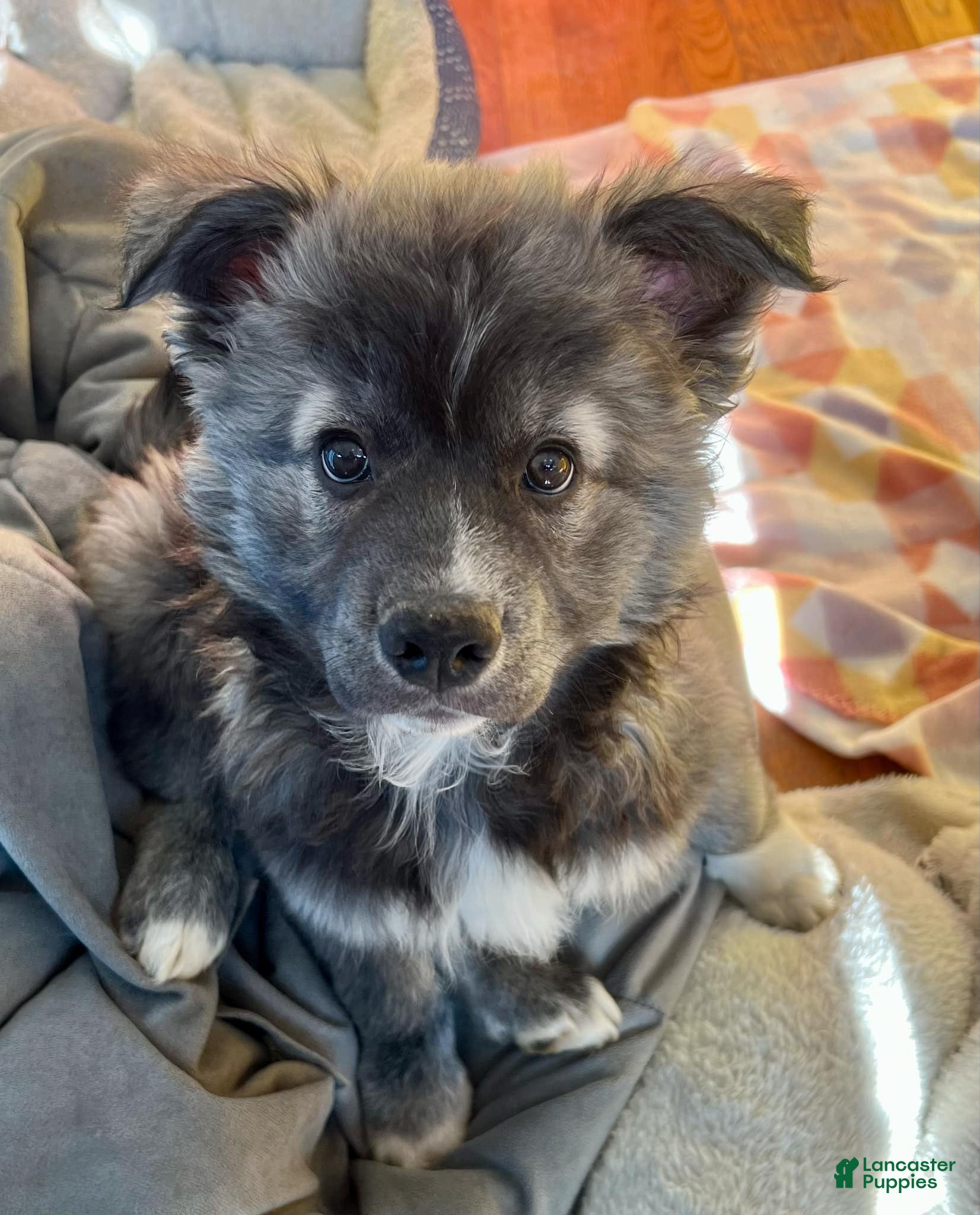 Mixed Breed dogs Mr. Blake  - Ad 2