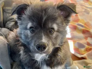 Mixed Breed dogs Mr. Blake - Ad 2