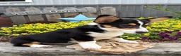 Welsh Corgi Pembroke dogs for sale: Gunner - Ad 5