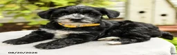 Yorkiepoo dogs for sale: Pollo - Ad 4