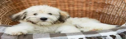 Havanese dogs for sale: Buddy - Ad 3