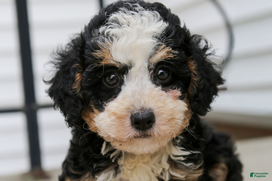 Mini Bernedoodle dogs Topaz - Ad 24