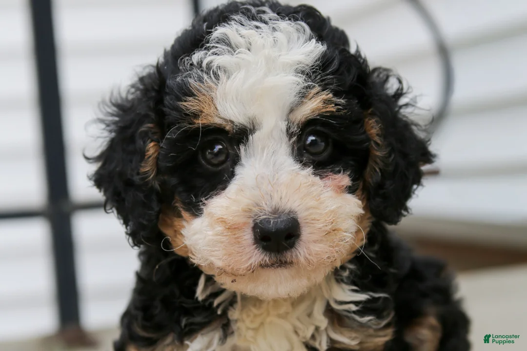 Mini Bernedoodle dogs for sale: Topaz - Ad 1