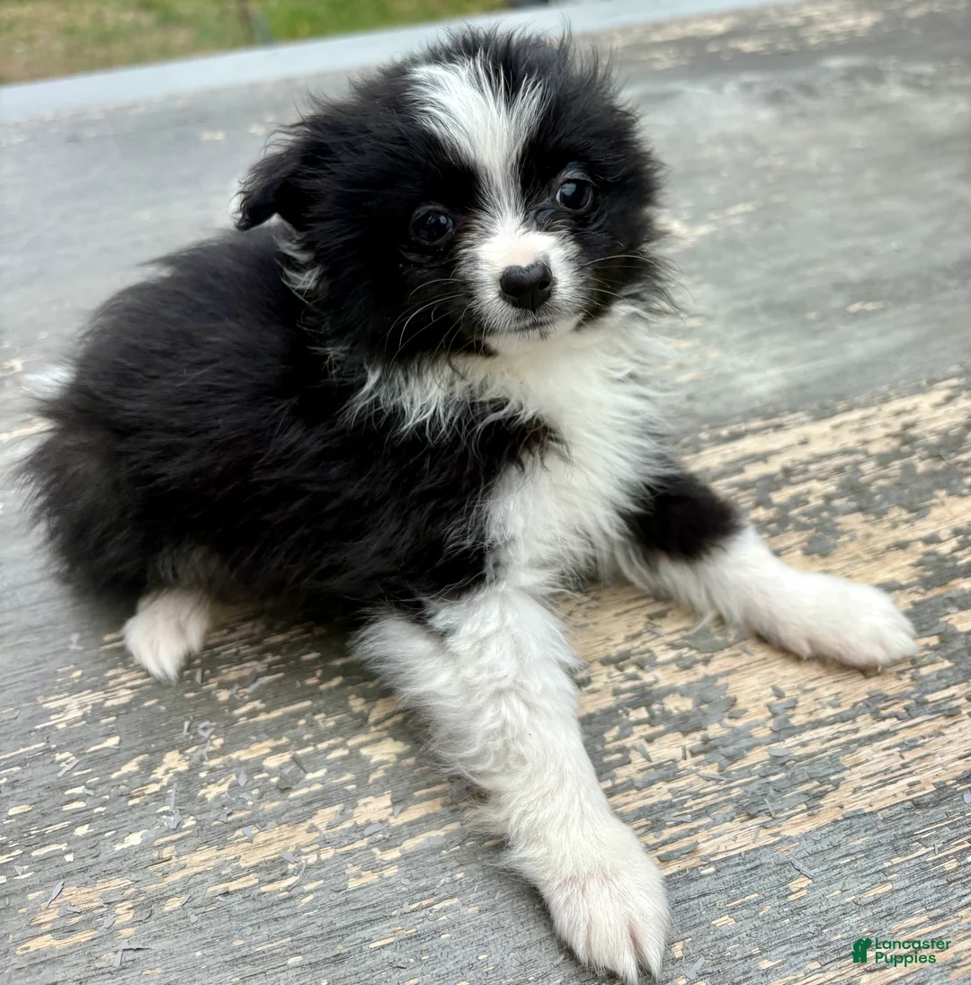 Mixed Breed dogs for sale: Tucker - Ad 1