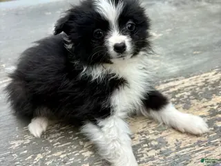 Mixed Breed dogs Tucker - Ad 19