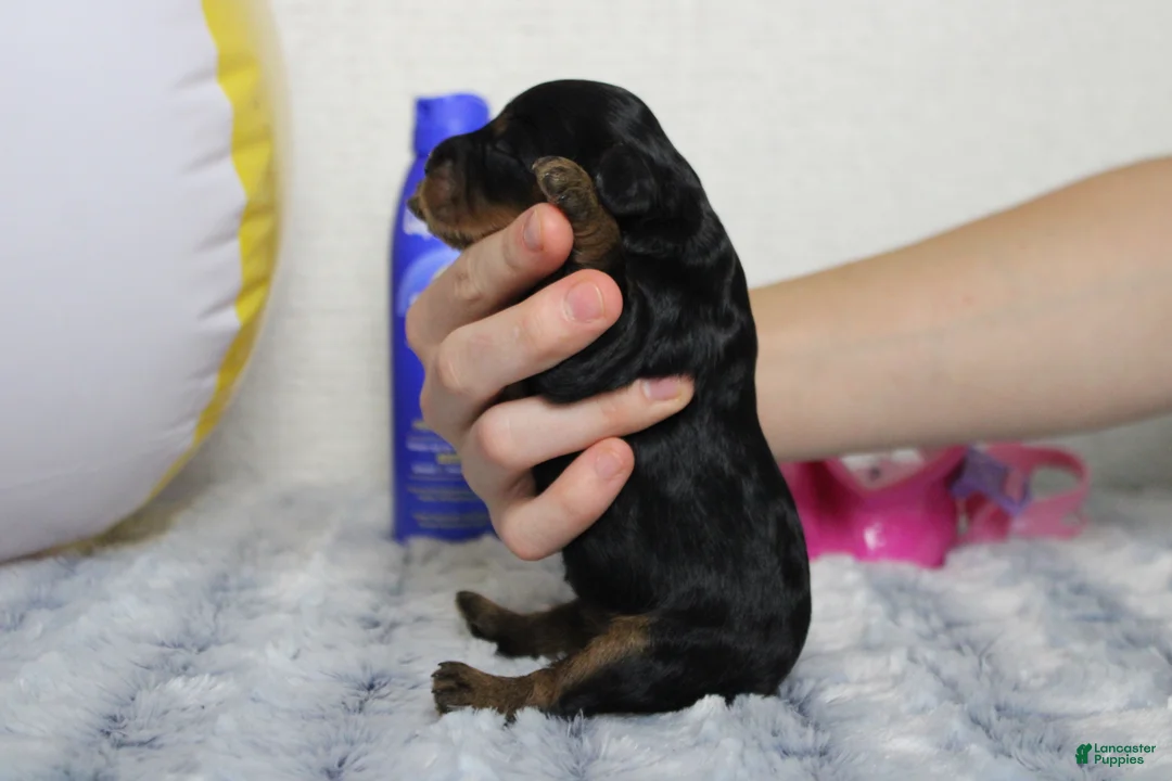Cavapoo dogs for sale: Logan - Ad 2