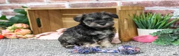 Miniature Schnauzer dogs for sale: Draya - Ad 3
