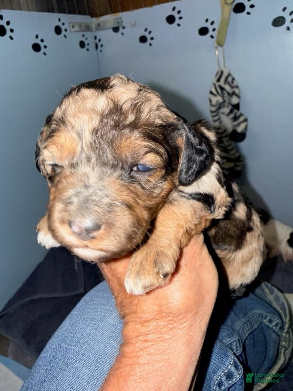 Cockapoo dogs Girl 3 - Ad 2