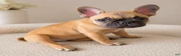 French Bulldog dogs for sale:  LIZZIE 💕 Our Sweet Little Fawn Frenchie! - Ad 15