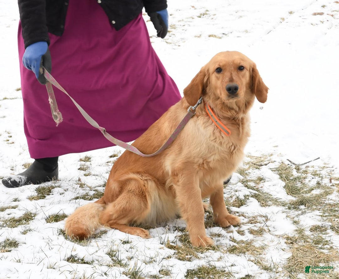 Mini Goldendoodle dogs for sale: Melvin - Ad 10