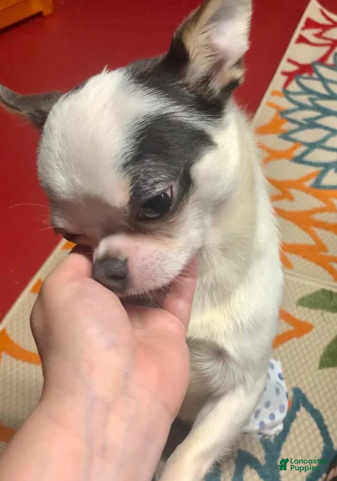 Chihuahua dogs for sale: Lav (Male) - Ad 4