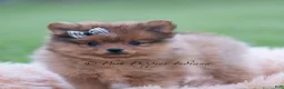 Pomeranian dogs for sale: Fuego - Ad 3