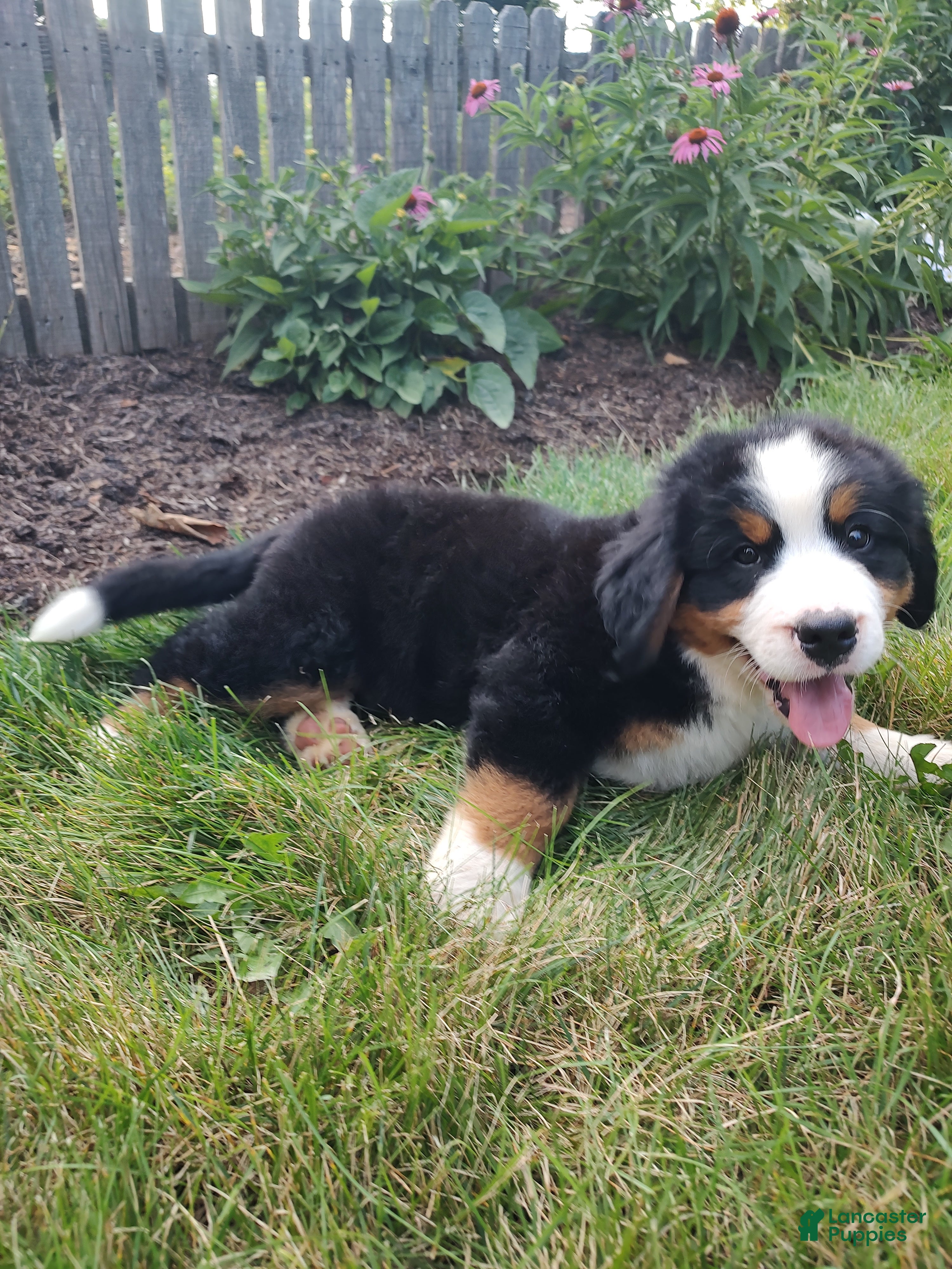 Bernese Mountain Dog dogs Lightning - Ad 1