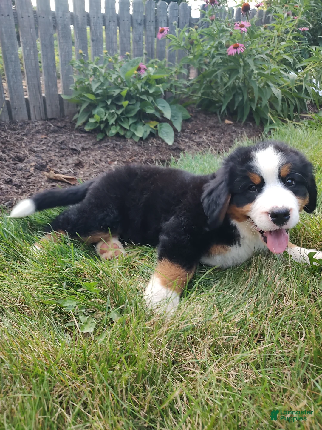 Bernese Mountain Dog dogs for sale: Lightning - Ad 1