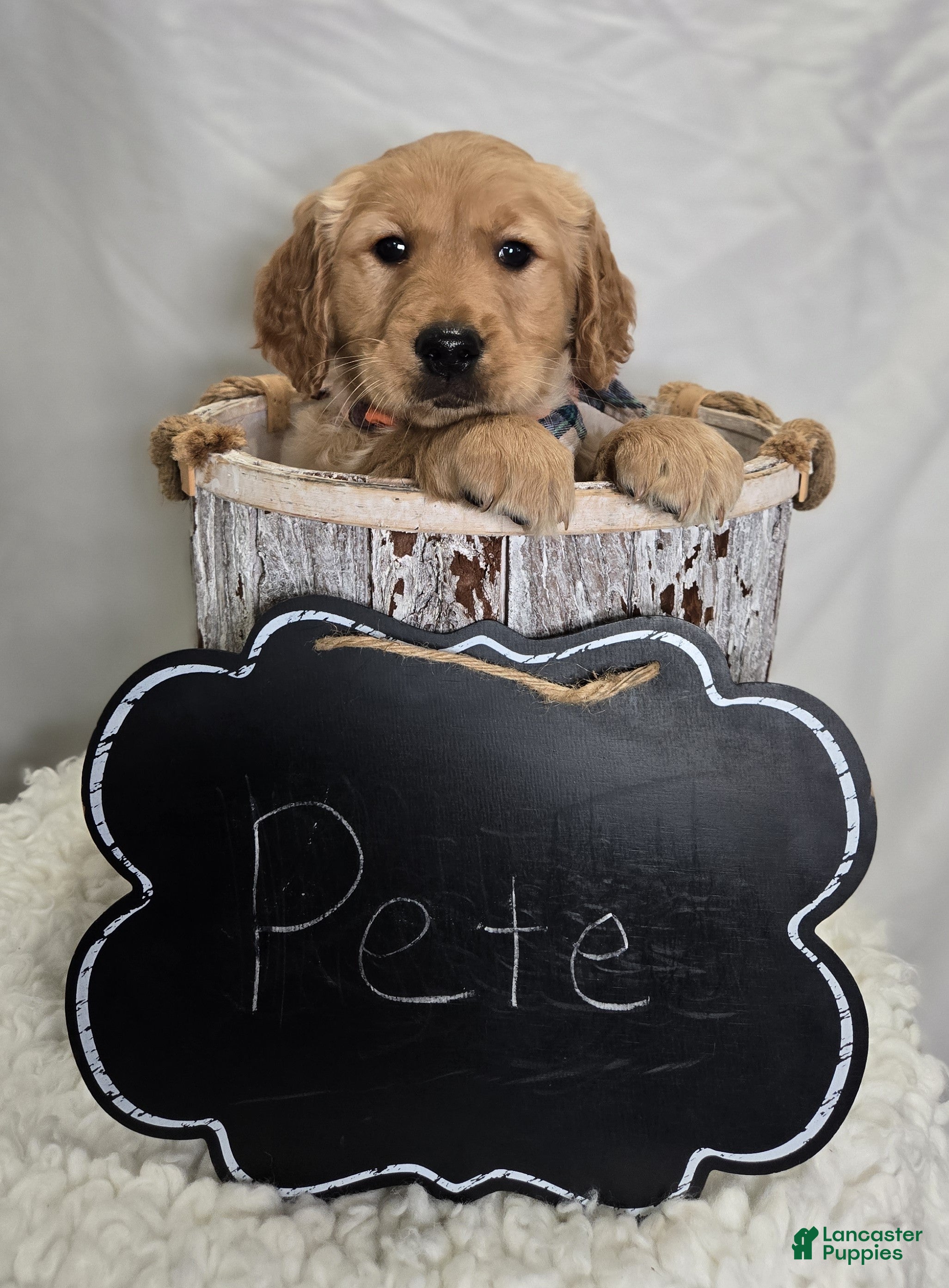 Golden Retriever dogs Pete - Ad 2