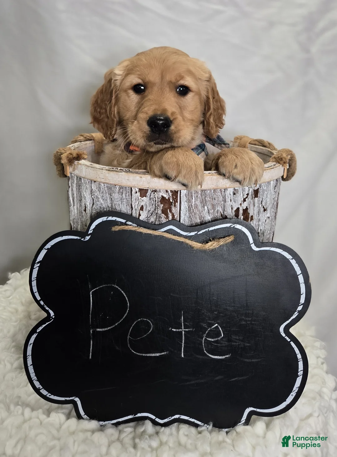 Golden Retriever dogs for sale: Pete - Ad 2
