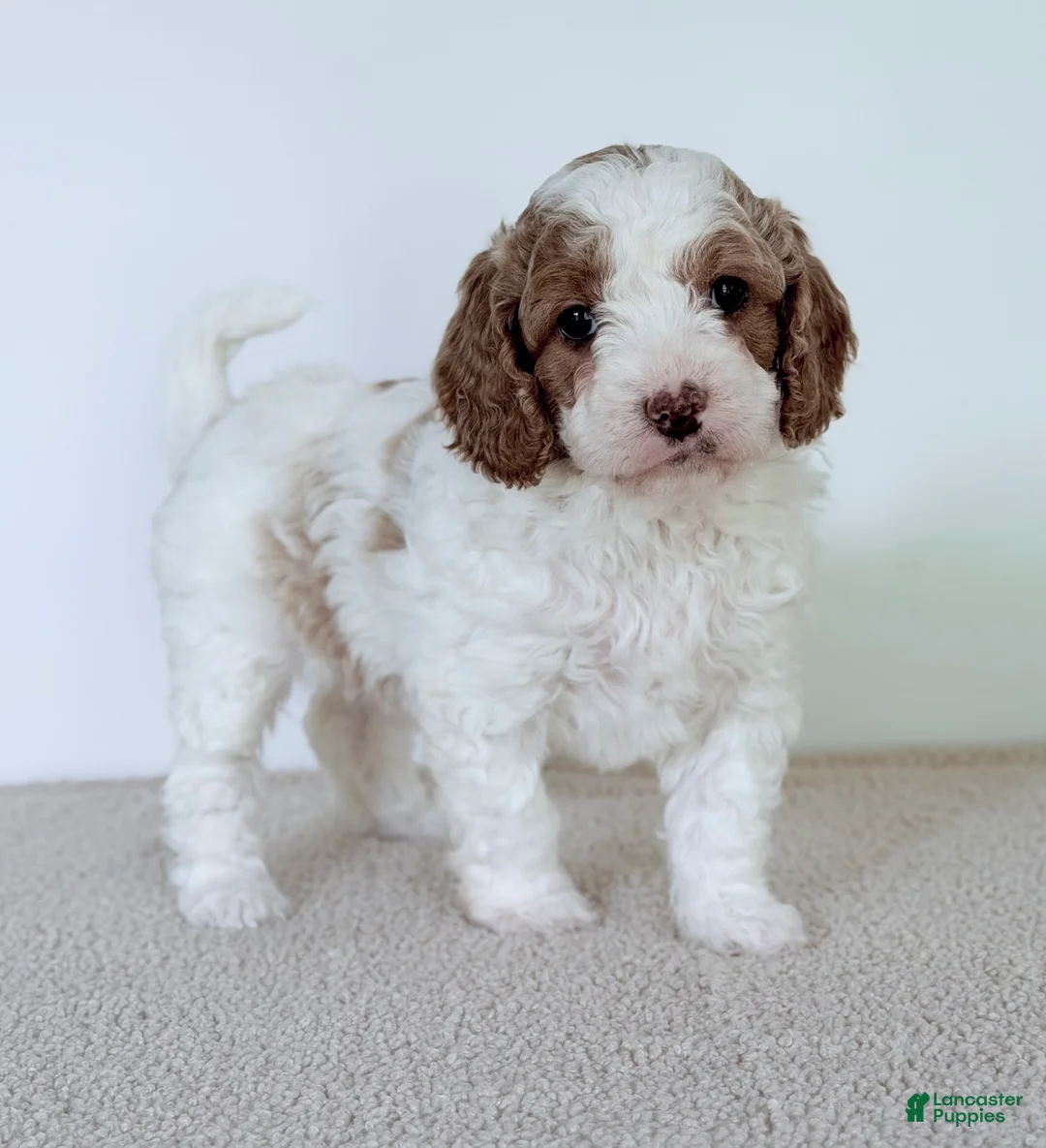 Mini Goldendoodle dogs for sale:  June Bug-mini  - Ad 5