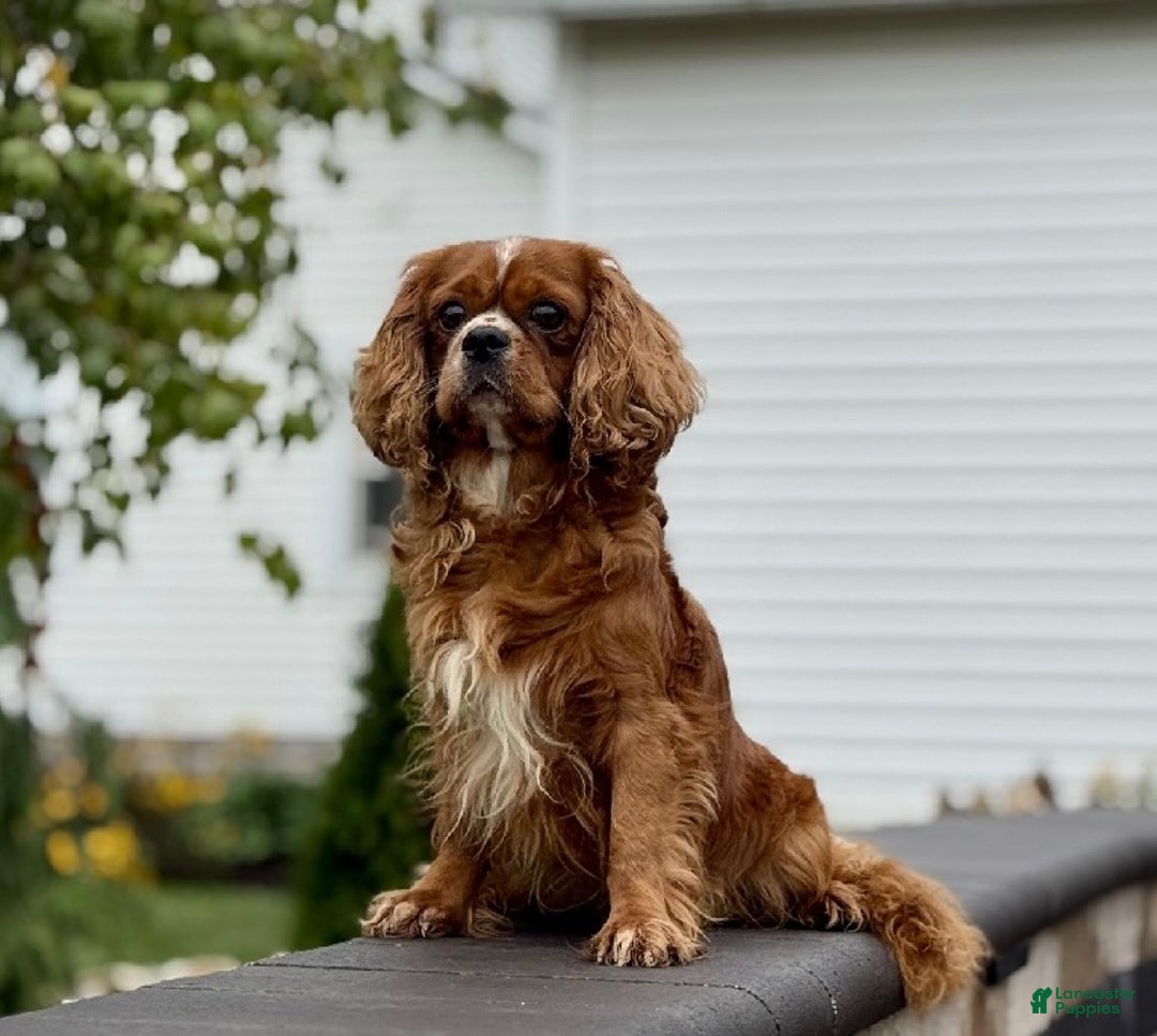 Cavapoo dogs for sale: Jerry - Ad 7