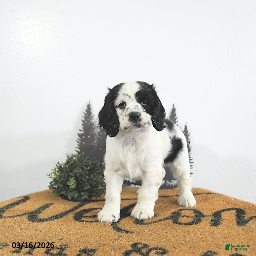 Cocker Spaniel dogs Izzy - Ad 1